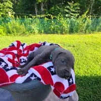 Nova, a female Great Dane for sale in Mc Call Creek, MS – 6 of 8