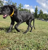 Kimber, a male Great Dane for sale in Mc Call Creek, MS – 7 of 10
