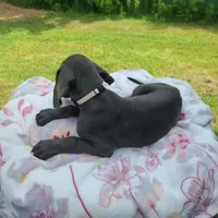 Remi, a female Great Dane for sale in Mc Call Creek, MS – 4 of 10