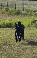 Kimber, a male Great Dane for sale in Mc Call Creek, MS – 2 of 10