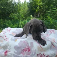 Remi, a female Great Dane for sale in Mc Call Creek, MS – 10 of 10