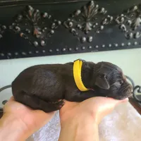 Kimber, a male Great Dane for sale in Mc Call Creek, MS – 3 of 5