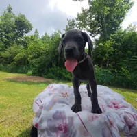 Remi, a female Great Dane for sale in Mc Call Creek, MS – 6 of 10