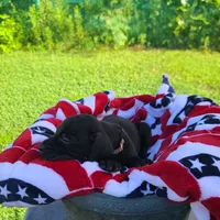 Ruger , a male Great Dane for sale in Mc Call Creek, MS – 4 of 9