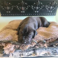 Dracula , a male Great Dane for sale in Mc Call Creek, MS – 9 of 10
