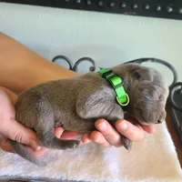 Colt, a male Great Dane for sale in Mc Call Creek, MS – 1 of 4