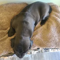 Dracula , a male Great Dane for sale in Mc Call Creek, MS – 4 of 10