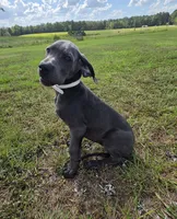 Remi, a female Great Dane for sale in Mc Call Creek, MS – 7 of 10