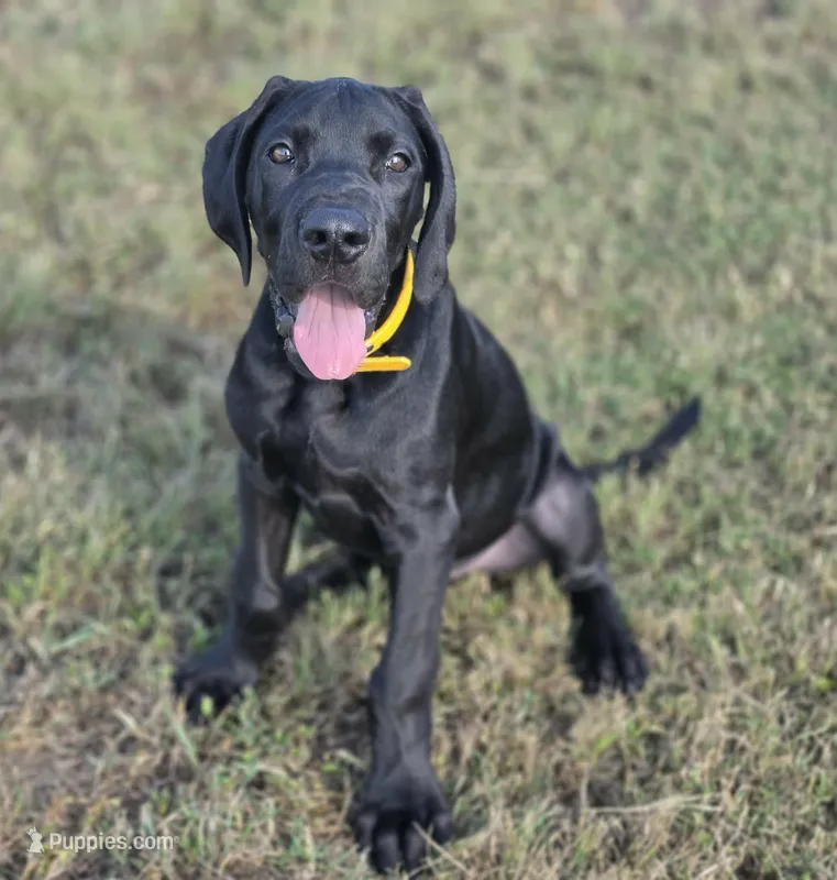 Kimber – Great Dane puppy for sale in Mc Call Creek, MS