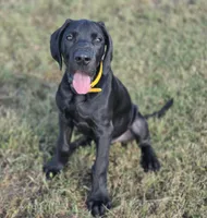 Kimber, a male Great Dane for sale in Mc Call Creek, MS – 1 of 10