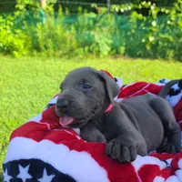 Noreen, a female Great Dane for sale in Mc Call Creek, MS – 2 of 8