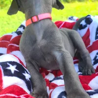 Noreen, a female Great Dane for sale in Mc Call Creek, MS – 3 of 8