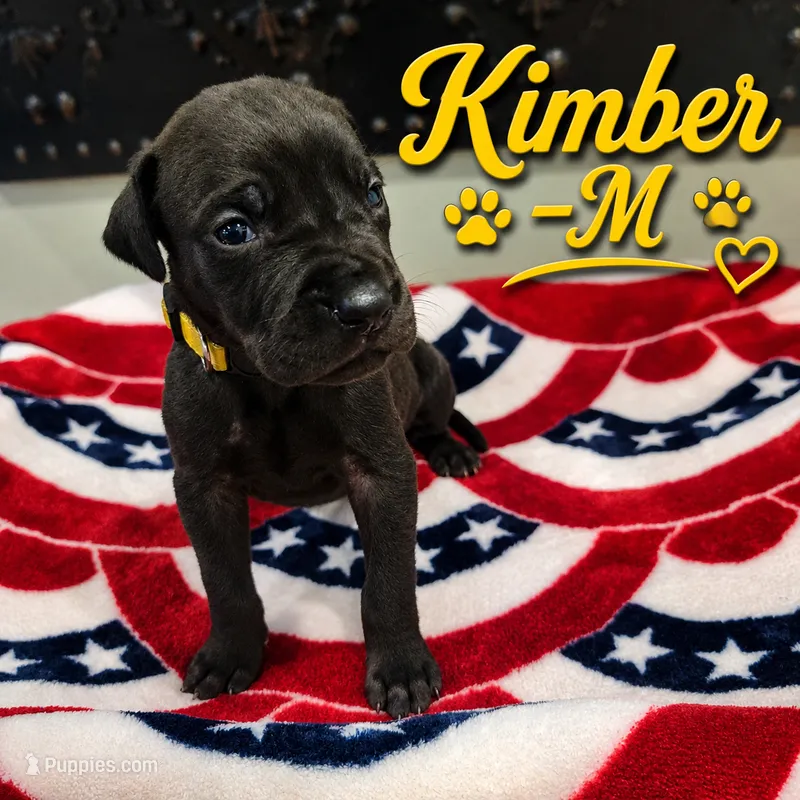 Kimber – Great Dane puppy for sale in Mc Call Creek, MS
