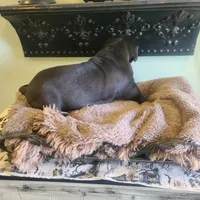 Dracula , a male Great Dane for sale in Mc Call Creek, MS – 3 of 10