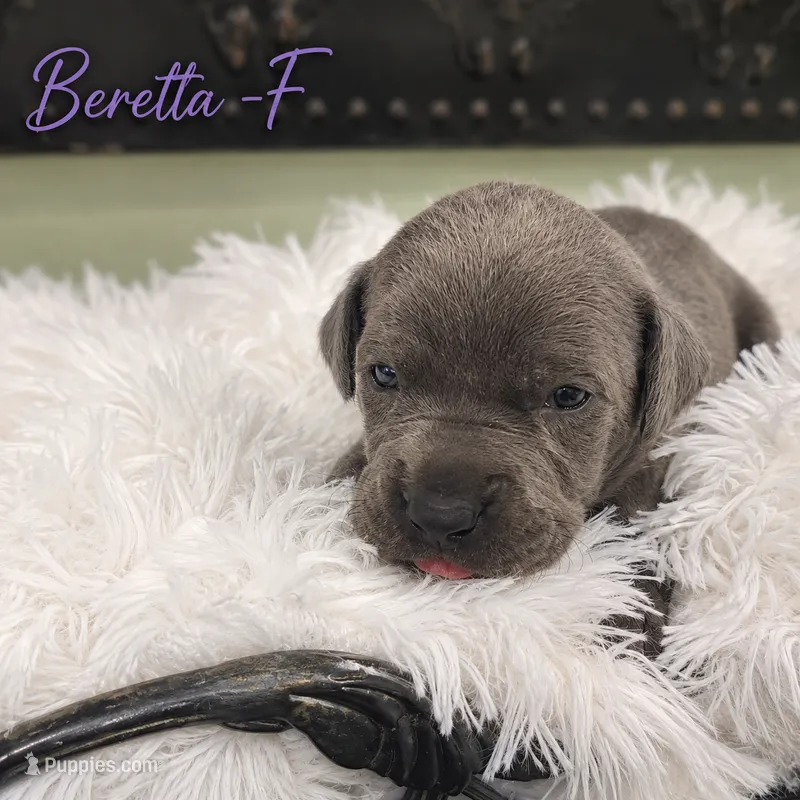 Beretta  – Great Dane puppy on hold in Mc Call Creek, MS
