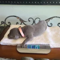Sig, a female Great Dane for sale in Mc Call Creek, MS – 1 of 4