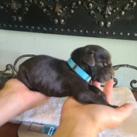 Barrett , a male Great Dane for sale in Mc Call Creek, MS – 5 of 5