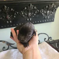 Kimber, a male Great Dane for sale in Mc Call Creek, MS – 2 of 5