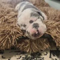 Frankenstein , a male Great Dane for sale in Mc Call Creek, MS – 9 of 10