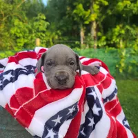 Sig, a female Great Dane for sale in Mc Call Creek, MS – 10 of 10
