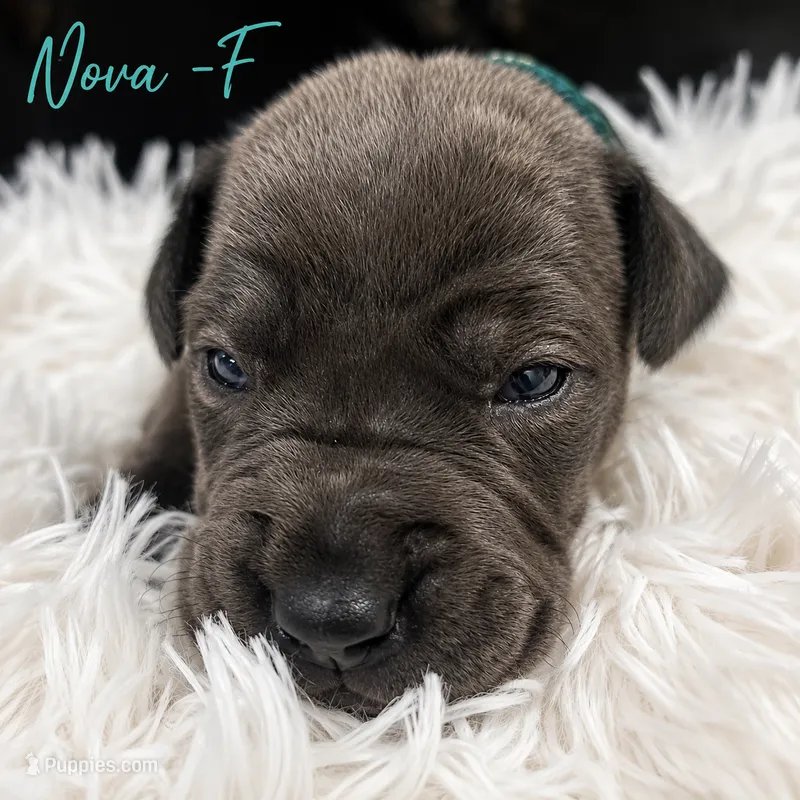 Nova – Great Dane puppy for sale in Mc Call Creek, MS