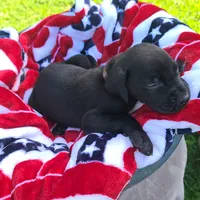 Ruger , a male Great Dane for sale in Mc Call Creek, MS – 6 of 9