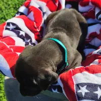 Barrett , a male Great Dane for sale in Mc Call Creek, MS – 3 of 10