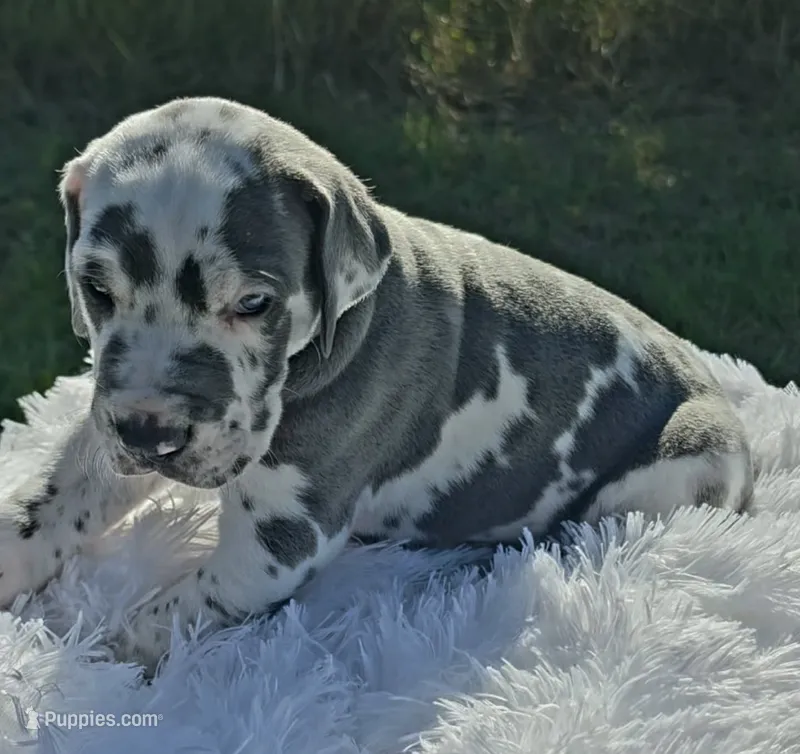Frankenstein  – Great Dane puppy on hold in Mc Call Creek, MS
