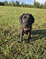 Kimber, a male Great Dane for sale in Mc Call Creek, MS – 5 of 10