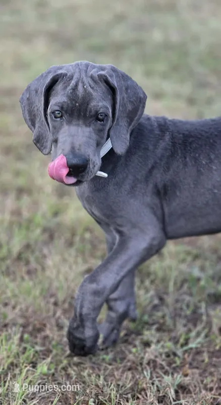Remi – Great Dane puppy for sale in Mc Call Creek, MS