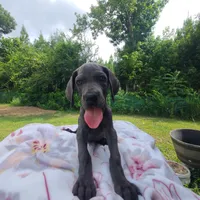 Remi, a female Great Dane for sale in Mc Call Creek, MS – 8 of 10