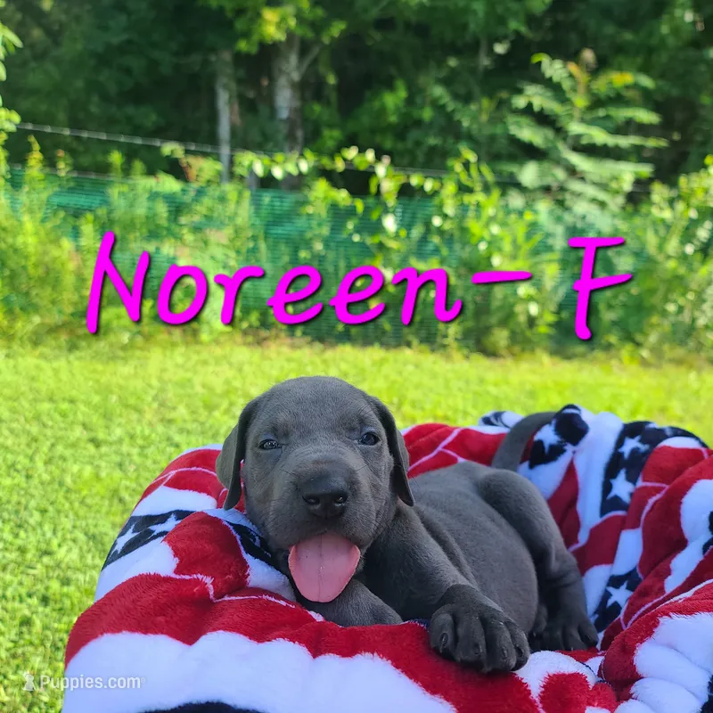 Noreen – Great Dane puppy for sale in Mc Call Creek, MS