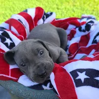Sierra, a female Great Dane for sale in Mc Call Creek, MS – 8 of 8