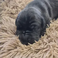 Dracula , a male Great Dane for sale in Mc Call Creek, MS – 10 of 10