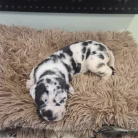 Elvira , a female Great Dane for sale in Mc Call Creek, MS – 5 of 10