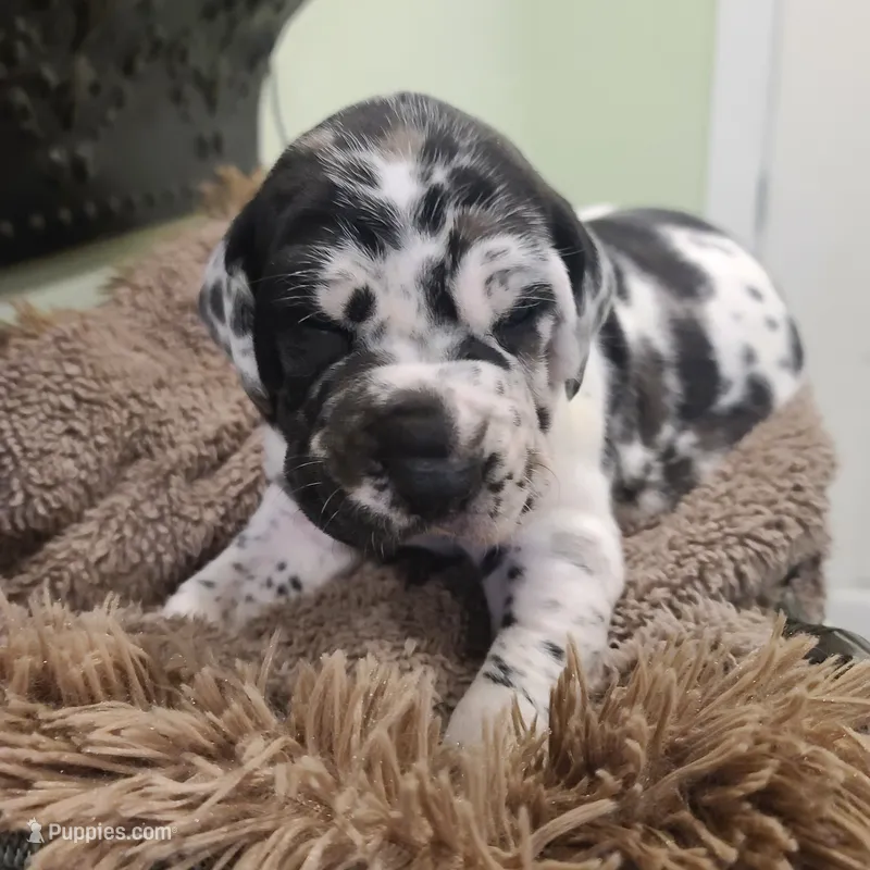 Elvira  – Great Dane puppy for sale in Mc Call Creek, MS