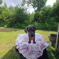 Remi, a female Great Dane for sale in Mc Call Creek, MS – 5 of 10