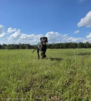Kimber, a male Great Dane for sale in Mc Call Creek, MS – 8 of 10