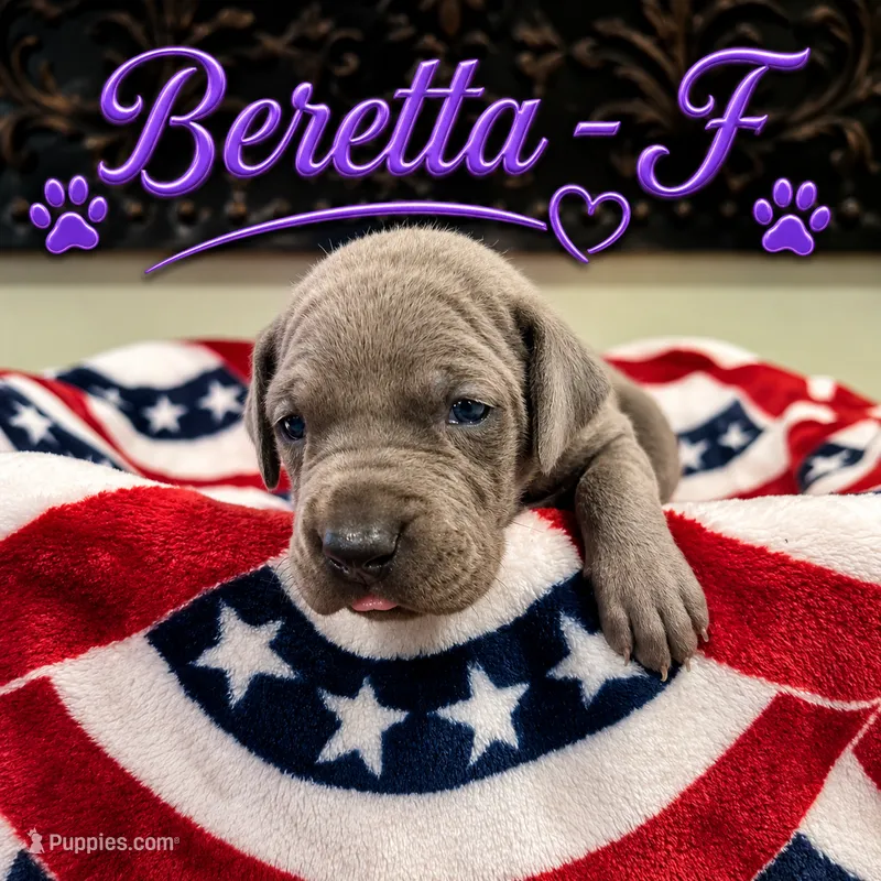 Beretta  – Great Dane puppy on hold in Mc Call Creek, MS