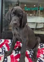 Barrett, a male Great Dane for sale in Mc Call Creek, MS – 4 of 10