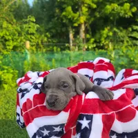 Sig, a female Great Dane for sale in Mc Call Creek, MS – 6 of 10