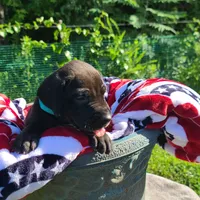 Barrett , a male Great Dane for sale in Mc Call Creek, MS – 10 of 10