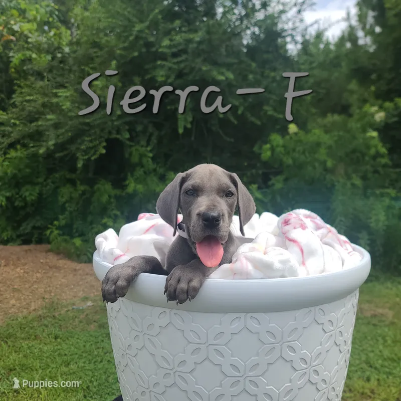 Sierra – Great Dane puppy for sale in Mc Call Creek, MS
