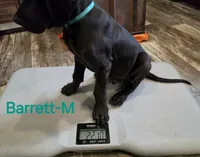 Barrett, a male Great Dane for sale in Mc Call Creek, MS – 2 of 10