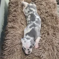 Frankenstein , a male Great Dane for sale in Mc Call Creek, MS – 7 of 10