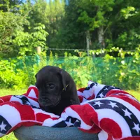 Kimber, a male Great Dane for sale in Mc Call Creek, MS – 5 of 10