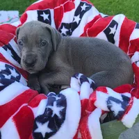 Sierra, a female Great Dane for sale in Mc Call Creek, MS – 6 of 8