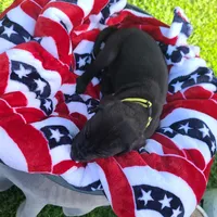 Kimber, a male Great Dane for sale in Mc Call Creek, MS – 10 of 10