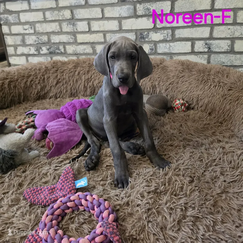 Noreen – Great Dane puppy for sale in Mc Call Creek, MS