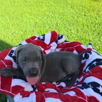 Noreen, a female Great Dane for sale in Mc Call Creek, MS – 6 of 8